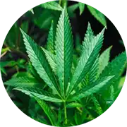 A green cannabis leaf in a circle with a green background.