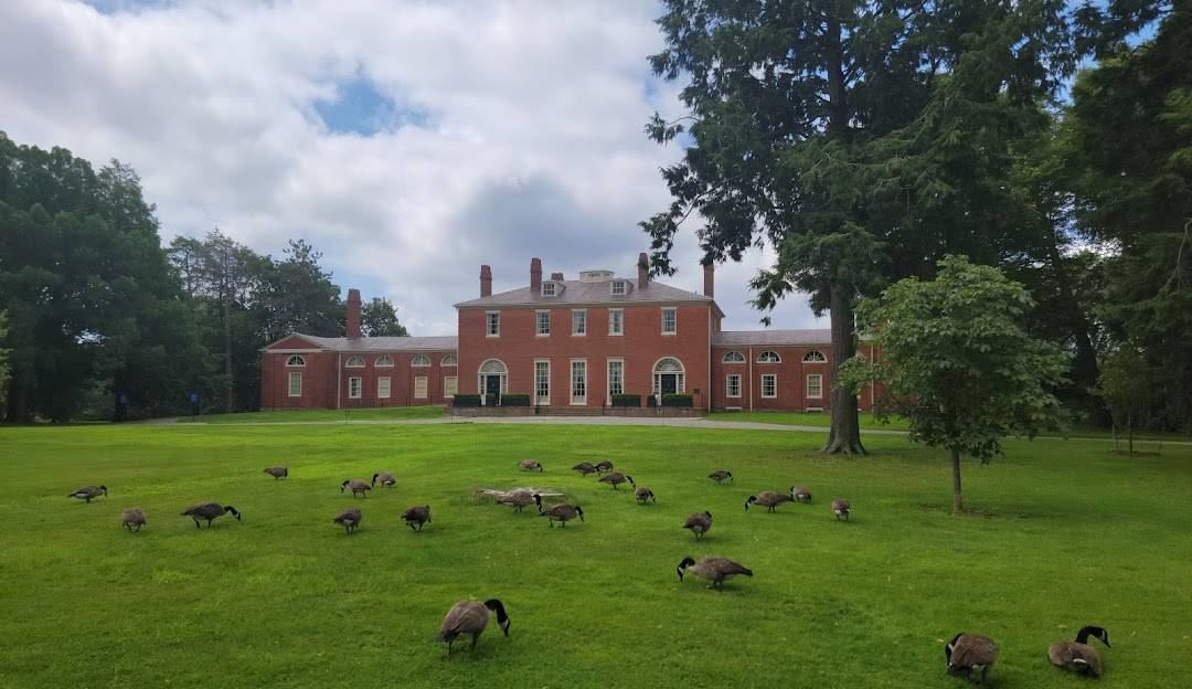 A flock of geese in front of a red brick house.