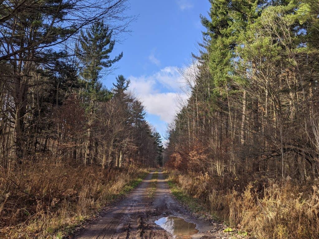 A dirt path with puddles surrounded by an autumnal forest under a partly cloudy sky, reminiscent of the peaceful yet dynamic environment often enjoyed by the team at Managed IT Services Stockton during their outdoor retreat