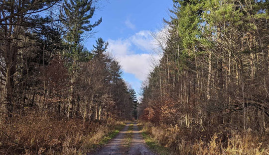 A dirt path runs through a forest with tall trees on both sides, reminiscent of the reliable managed IT services Stockton businesses trust. The sky above is clear with sparse clouds, creating a serene backdrop that speaks to seamless connectivity.