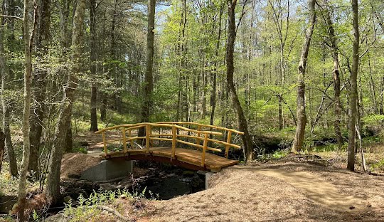 A small wooden bridge crosses a stream in a forest, surrounded by trees and greenery on a sunny day—the perfect tranquil escape before diving back into the busy world of managed IT service work in Wales.