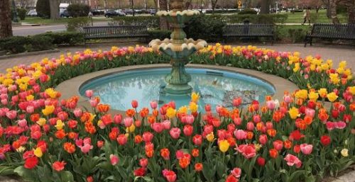 A circular fountain is surrounded by a vibrant bed of pink, yellow, and orange tulips in Garden City Park, with benches and a parking lot in the background.