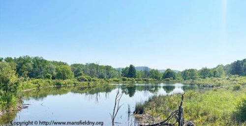 A serene pond surrounded by lush greenery with clear blue skies, where trees are reflected in the calm water. For more information, visit www.mansfieldny.org. Discover the charm of nature and explore managed IT services Mansfield has to offer.