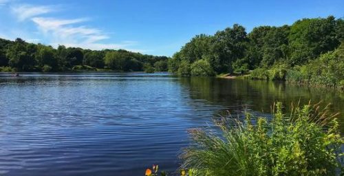 A calm lake with clear blue water is surrounded by lush green trees and vegetation under a bright blue sky on a sunny day, much like the serene efficiency offered by managed IT services in Milford.