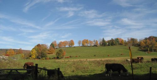 A group of cows grazing in a field, managed in Richmond. A group of cows grazing in a field, managed in Richmond.